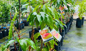 Garden Paradise, Garden Center, plants, garden furniture, Torrox, Malaga, Spain