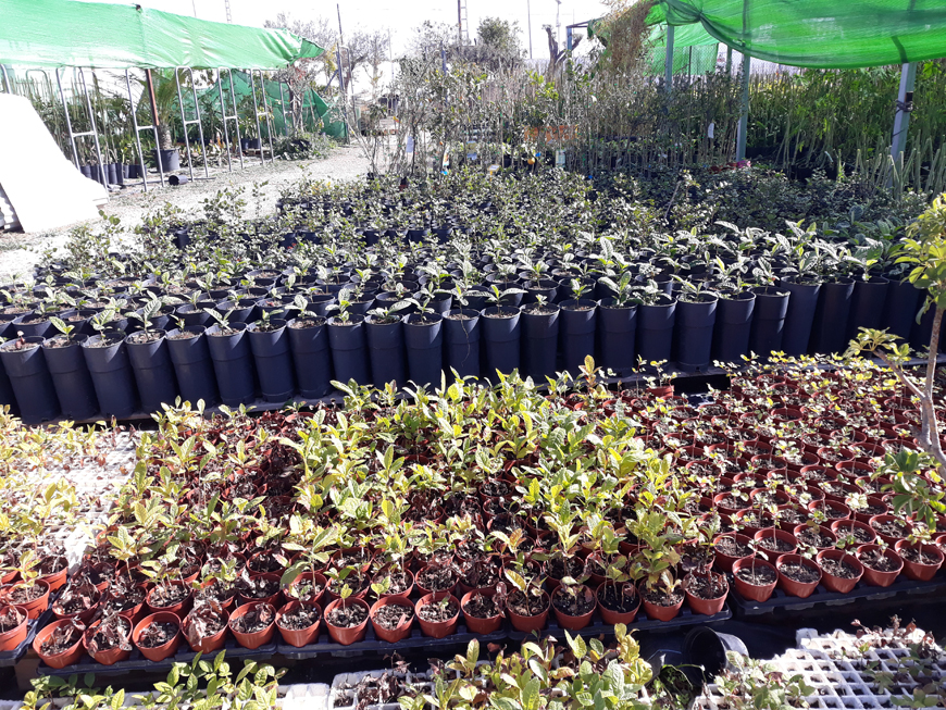 Our Products - Garden Paradise, Garden Center, plants, garden furniture, Torrox