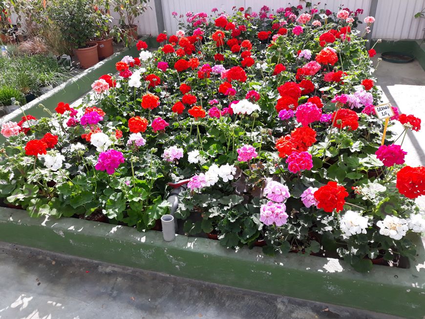 Our Products - Garden Paradise, Garden Center, plants, garden furniture, Torrox