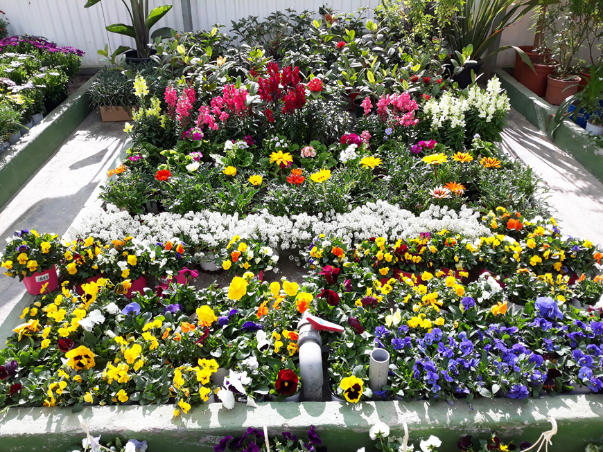 Our Products - Garden Paradise, Garden Center, plants, garden furniture, Torrox