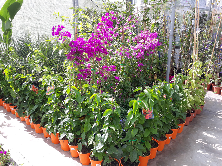 Our Products - Garden Paradise, Garden Center, plants, garden furniture, Torrox