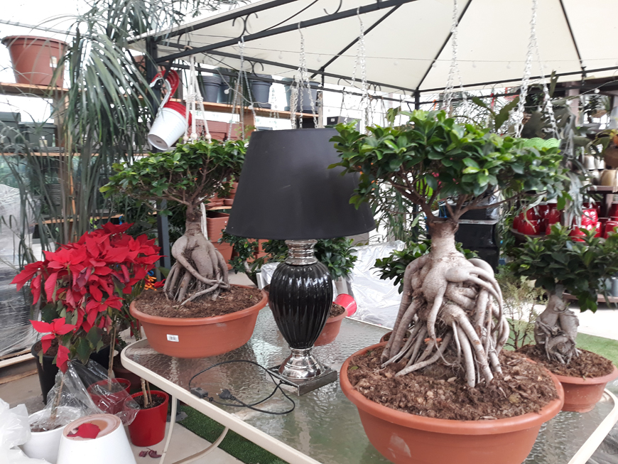 Our Products - Garden Paradise, Garden Center, plants, garden furniture, Torrox