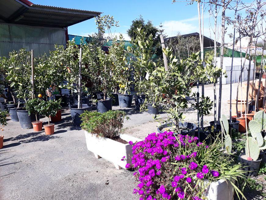 Our Products - Garden Paradise, Garden Center, plants, garden furniture, Torrox