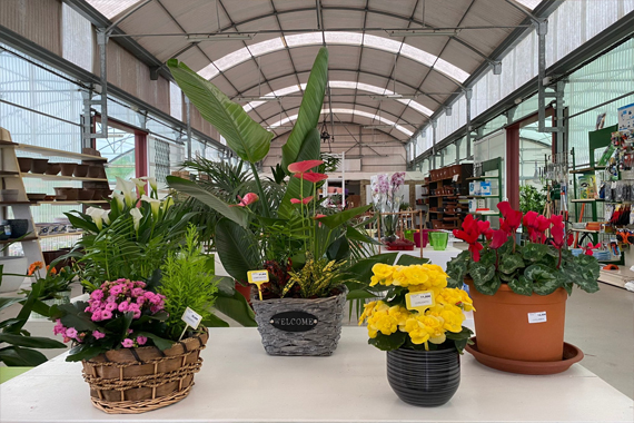 Garden Paradise, Garden Center, plantas, muebles de jardín, Torrox